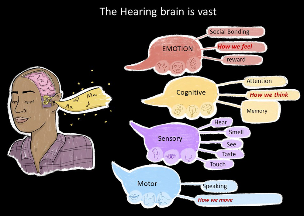 Diagram "The hearing brain is vast": sound reaches emotion, cognitive, sensory and motor areas of the brain