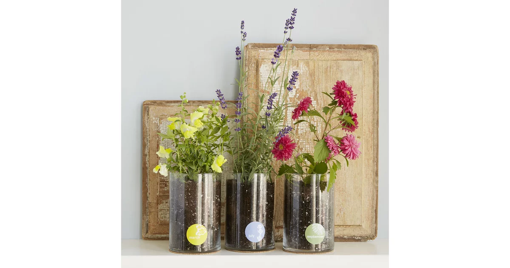 Three glass jars of growing flowers, including lavender and pink blooms, each with a round label