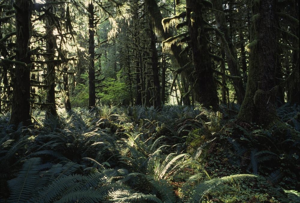 Ferns carpeting the floor of a moss-draped old-growth rainforest, lit by filtered sunlight